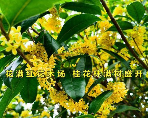 打造高效的桂花土（桂花土怎么配种植营养土？）-第3张图片-绿意生活