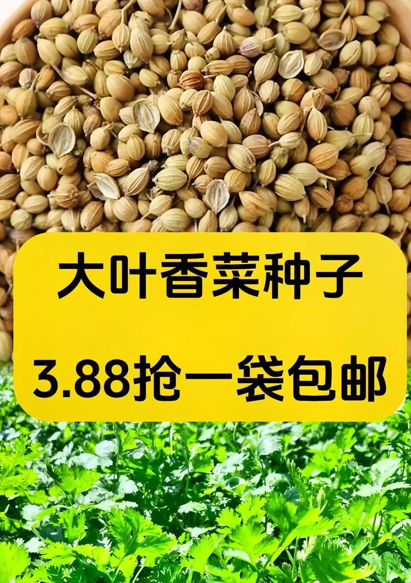 香菜种子有毒吗？（揭秘香菜种子的真相）-第1张图片-绿意生活