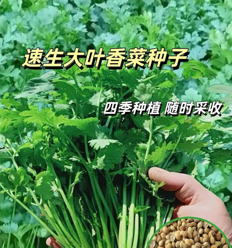 香菜种子有毒吗？（揭秘香菜种子的真相）-第2张图片-绿意生活