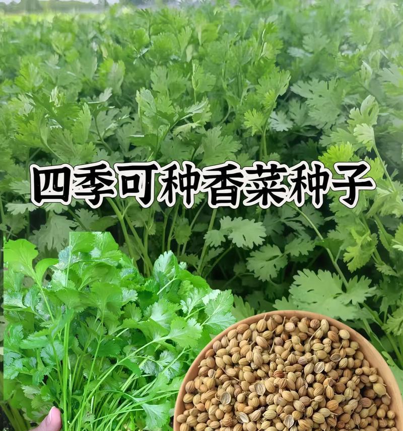 香菜种子有毒吗？（揭秘香菜种子的真相）-第3张图片-绿意生活