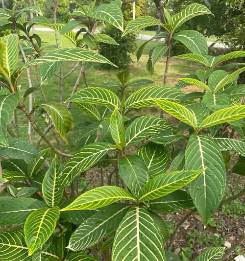 柳树，你真的是一棵草吗？（探究柳树的植物学分类与生长习性）-第1张图片-绿意生活
