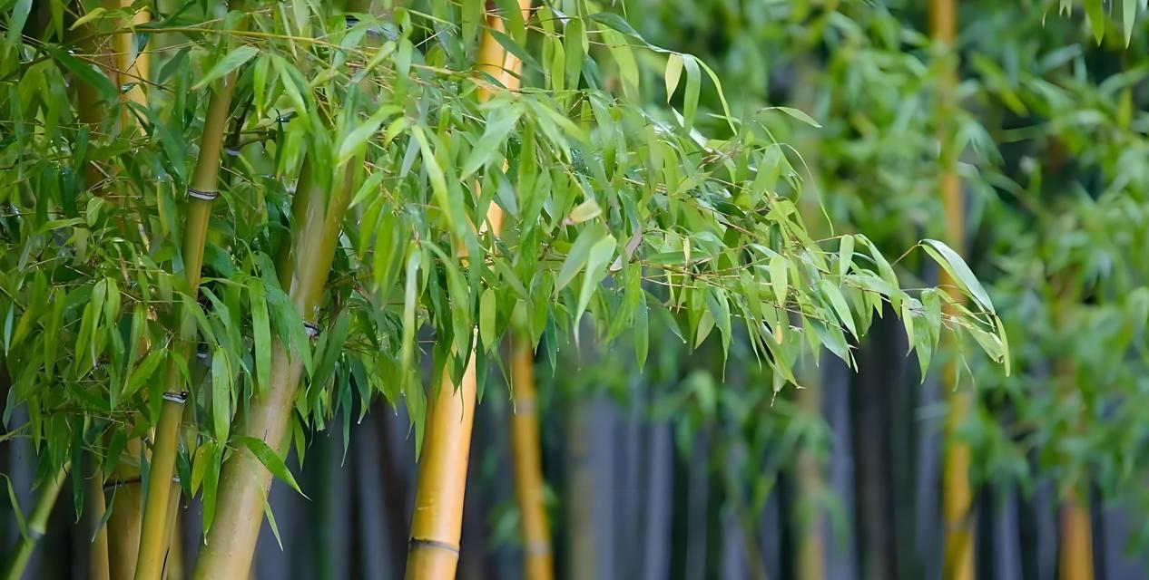 柳树，你真的是一棵草吗？（探究柳树的植物学分类与生长习性）-第3张图片-绿意生活