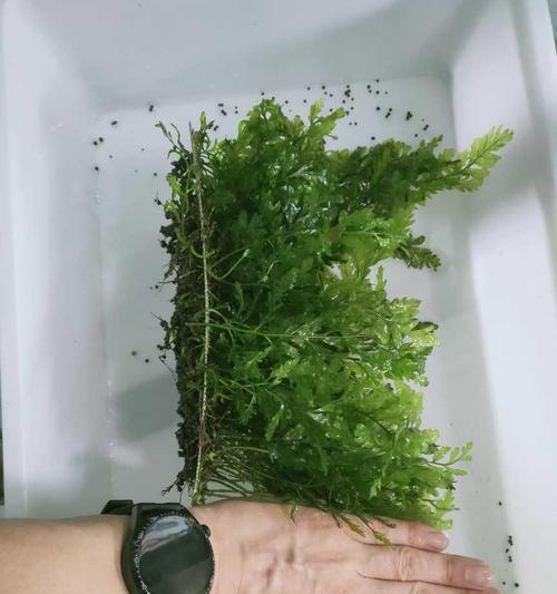 黑木蕨叶子卷曲的原因和解决方法（掌握这些知识，让你的黑木蕨更加健康茂盛）-第2张图片-绿意生活