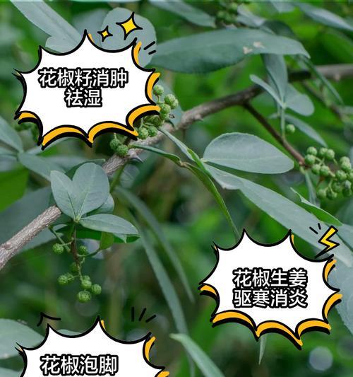 花椒开花之美（时间、寓意与形态）-第3张图片-绿意生活