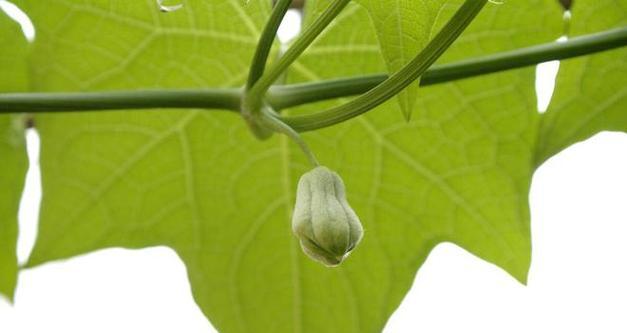 佛手瓜的喜肥与肥料选择（了解佛手瓜生长需要，选对肥料助力生长）-第3张图片-绿意生活