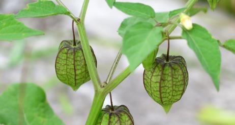 探究灯笼草与灯笼果的区别（一探究竟，揭开两种植物的真相）-第3张图片-绿意生活