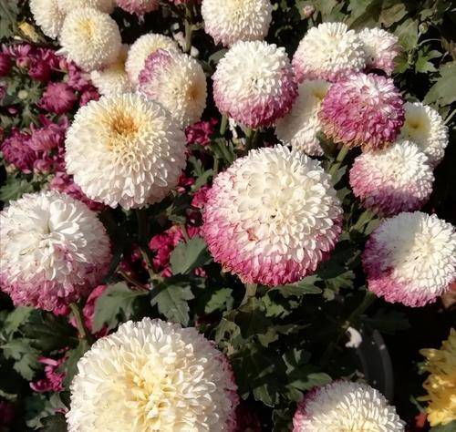 龙爪菊开花的全过程（形态特点与花期、生长条件对花朵影响等详解）-第1张图片-绿意生活