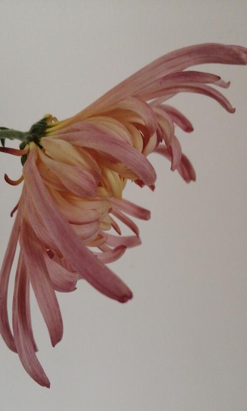 龙爪菊开花的全过程（形态特点与花期、生长条件对花朵影响等详解）-第3张图片-绿意生活