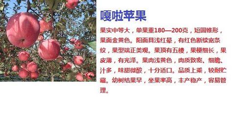 嘎拉苹果——秋季最美风景线（嘎拉苹果收获时间及品质分析）-第3张图片-绿意生活