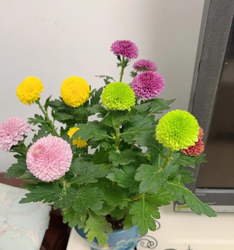 室内花卉推荐（让你的家在寒冷季节也充满温暖的气息）-第3张图片-绿意生活