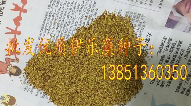 探究金鱼藻的种子之谜（金鱼藻的繁殖方式和种子的形态特征）-第2张图片-绿意生活