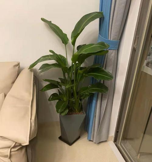 鹤望兰栽种（选择盆型需谨慎，浅盆与深盆的利弊分析。）-第1张图片-绿意生活