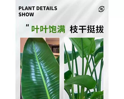 鹤望兰栽种（选择盆型需谨慎，浅盆与深盆的利弊分析。）-第2张图片-绿意生活
