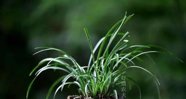 玉兰花不开花的原因（常见的玉兰花不开花原因及解决方法）-第3张图片-绿意生活