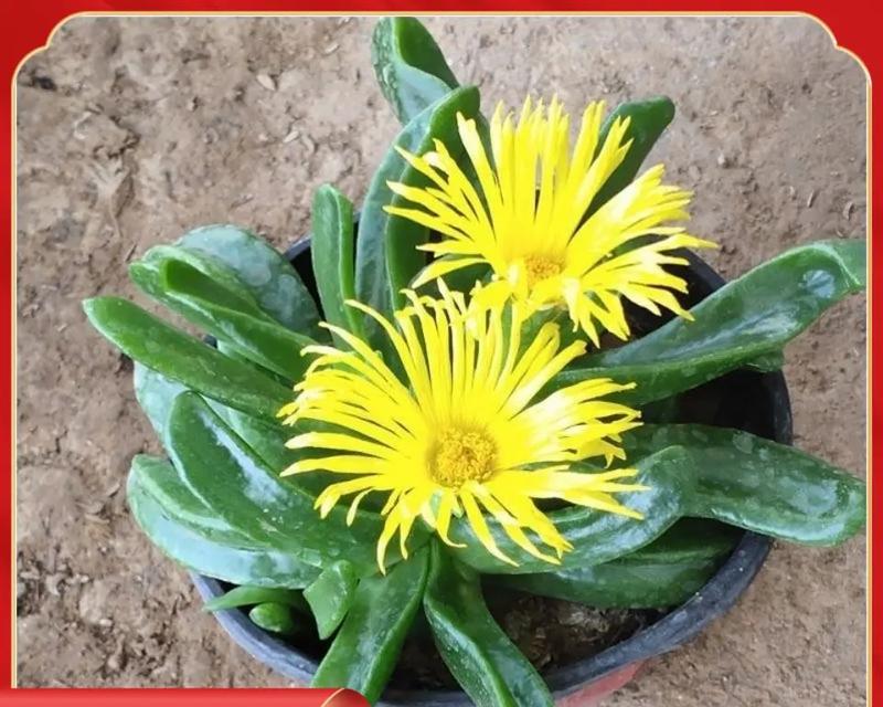 佛手适合种植的地方（探索佛手种植环境，让你的果园生机勃勃）-第2张图片-绿意生活