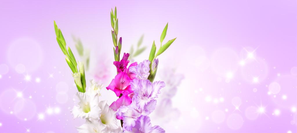 唐菖蒲花语-揭秘不同颜色代表的含义（探寻唐菖蒲的神秘之美，了解不同颜色的花语）-第1张图片-绿意生活