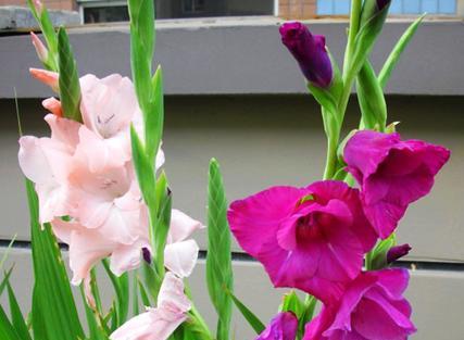 唐菖蒲花语-揭秘不同颜色代表的含义（探寻唐菖蒲的神秘之美，了解不同颜色的花语）-第3张图片-绿意生活