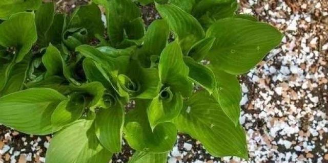 板栗壳如何变废为宝？——制作花肥的好选择（板栗壳做花肥的方法与优点）-第2张图片-绿意生活