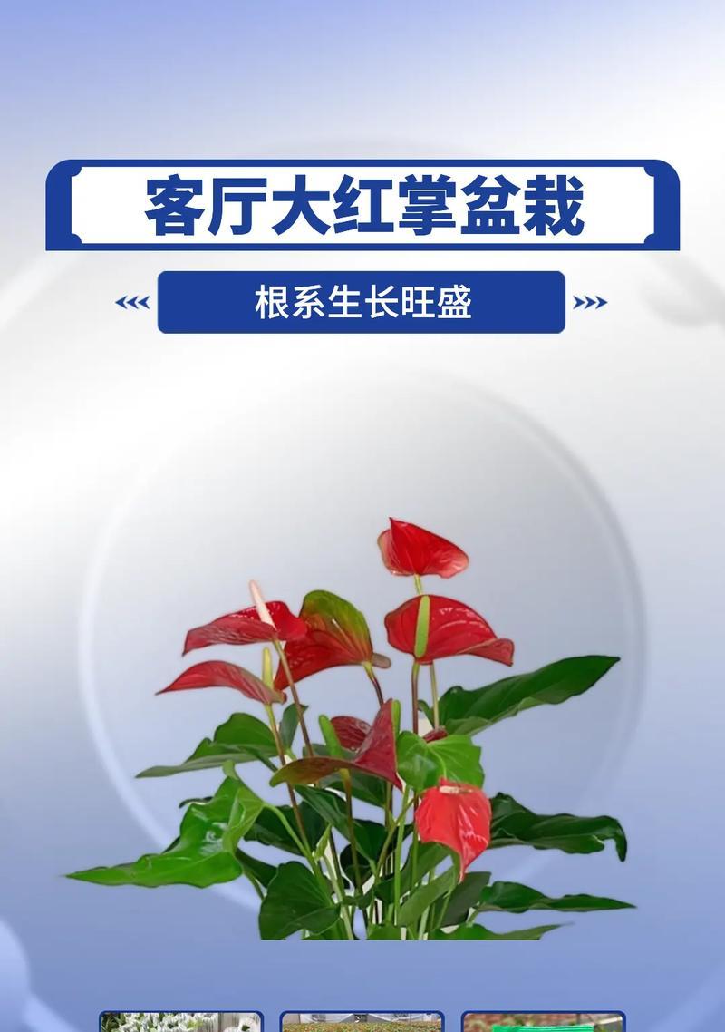 红掌的茶水浇灌方法（掌握这个技巧，让您的红掌茁壮成长）-第3张图片-绿意生活