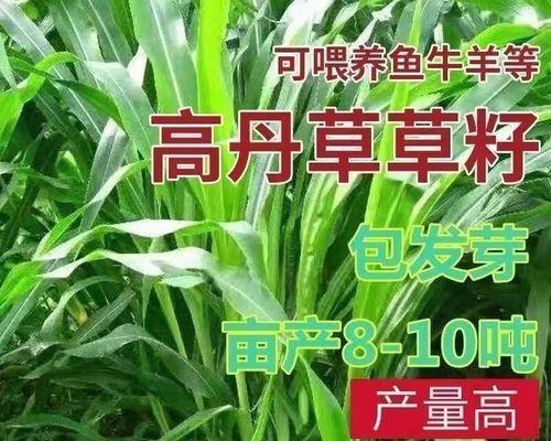 高丹草是多年生植物吗？（揭秘高丹草的生命周期）-第1张图片-绿意生活