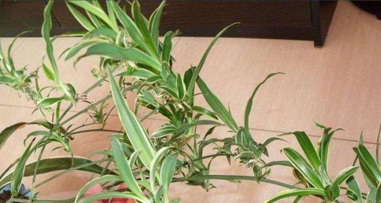 金鱼吊兰的浇水技巧（正确的浇水方法能让你的植物更健康茁壮）-第1张图片-绿意生活