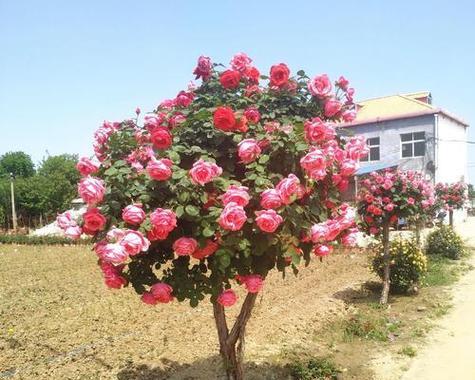 院门口花坛的打造（打造一个美丽的院门口花坛，给院子增添生气与色彩）-第1张图片-绿意生活