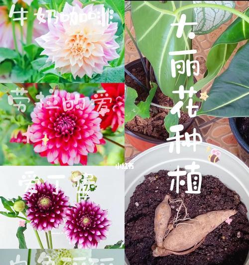 大丽花块茎繁殖与种植方法（从种子到开花的全过程，轻松掌握大丽花种植技巧）-第1张图片-绿意生活