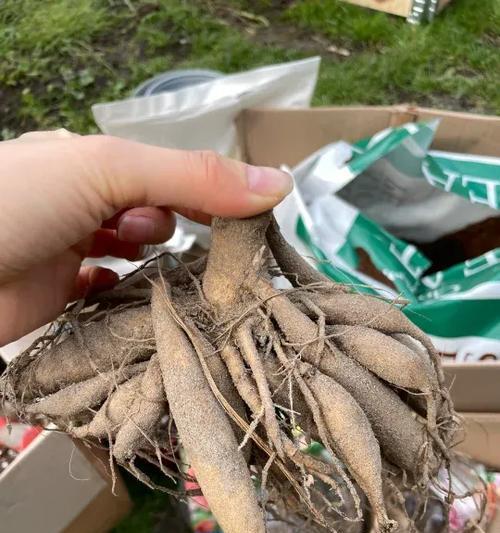 大丽花块茎繁殖与种植方法（从种子到开花的全过程，轻松掌握大丽花种植技巧）-第2张图片-绿意生活