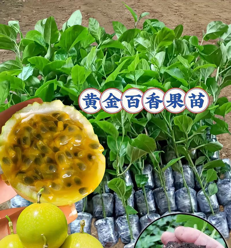 百香果——热带美味的多年生植物（百香果的生长习性、种植方法与营养价值）-第3张图片-绿意生活