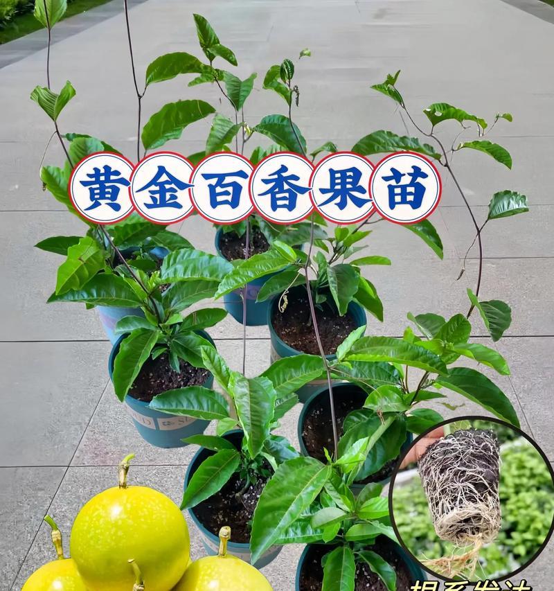 百香果——热带美味的多年生植物（百香果的生长习性、种植方法与营养价值）-第2张图片-绿意生活