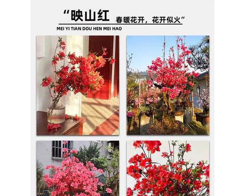 如何在家里种植杜鹃花（地栽杜鹃，让你在家也能享受美丽的春天）-第2张图片-绿意生活