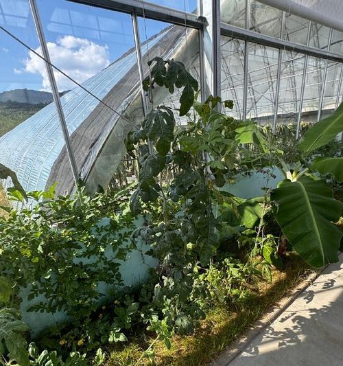 大地草莓成熟上市时间表（探寻大地草莓的成熟周期及销售时间）-第3张图片-绿意生活