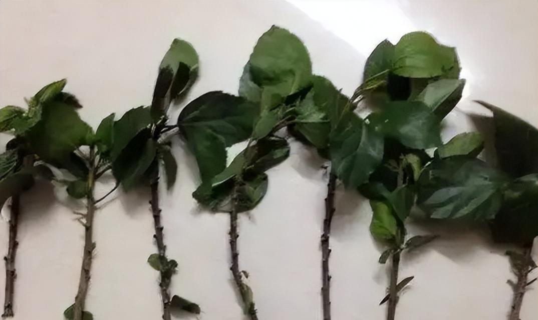 探究凌霄花的扦插繁殖方法（打造美丽的花园，从凌霄花开始；凌霄花扦插繁殖方法详解）-第1张图片-绿意生活