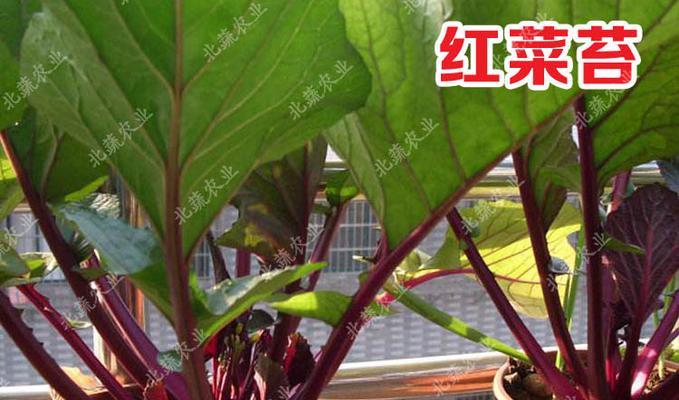 红菜苔的种植月份（选择合适的时间，让红菜苔更加茁壮成长）-第2张图片-绿意生活