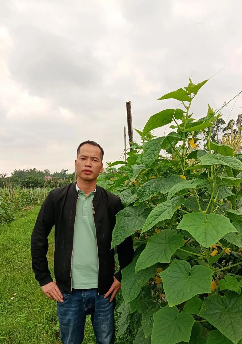 黄瓜种植的时间和生长周期（让你成为黄瓜种植专家！）-第1张图片-绿意生活