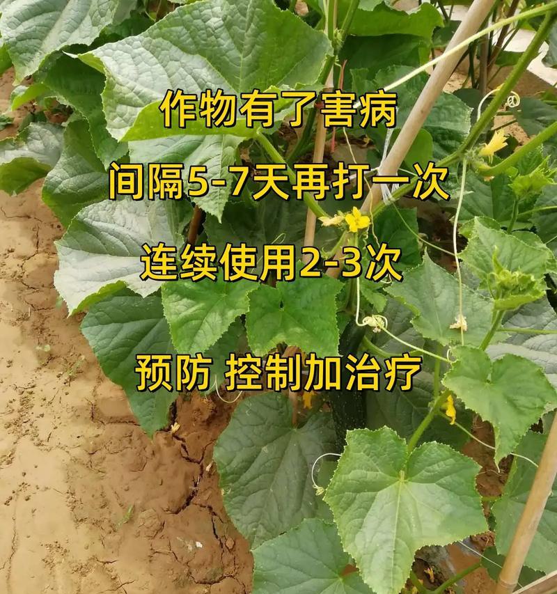 黄瓜种植的时间和生长周期（让你成为黄瓜种植专家！）-第3张图片-绿意生活