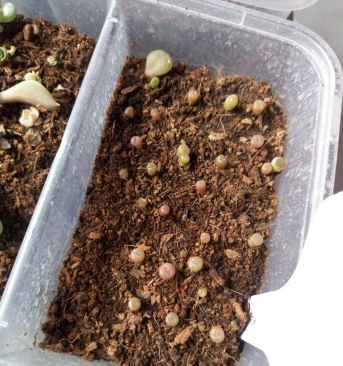 生石花繁殖指南（方法、注意事项和技巧详解）-第2张图片-绿意生活