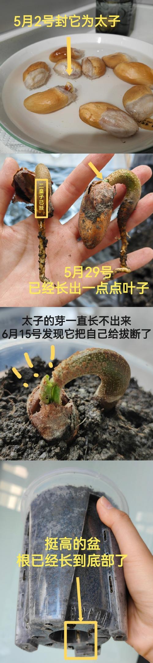 榴莲的生长环境（从气候到土壤，探寻榴莲的生长秘密）-第1张图片-绿意生活