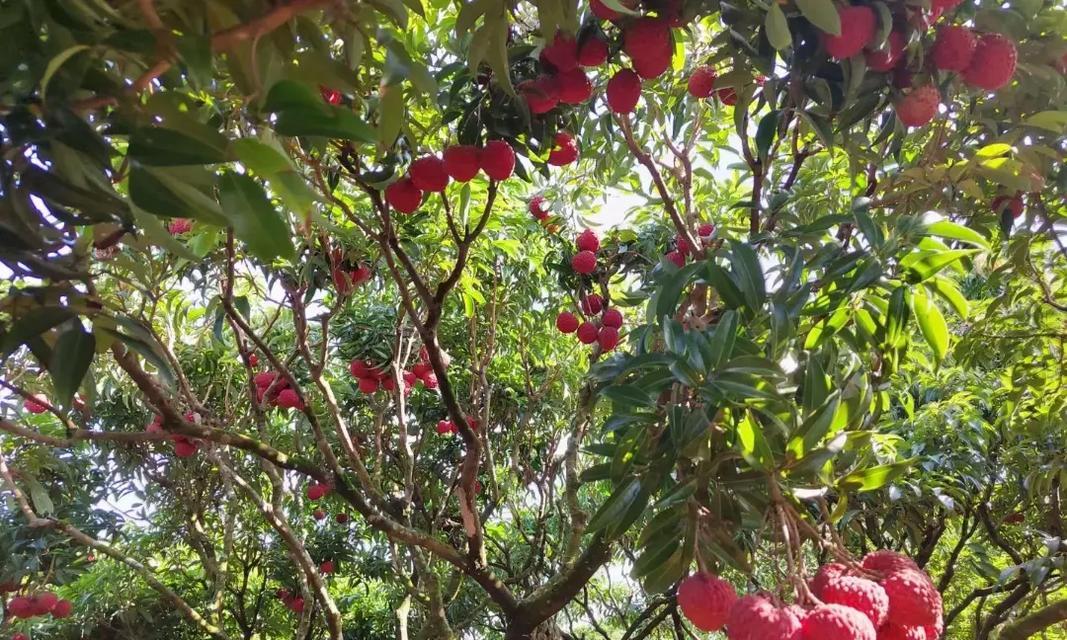 海南荔枝上市时间详解（探究海南荔枝成熟和上市时间，解读荔枝产业链的发展）-第1张图片-绿意生活
