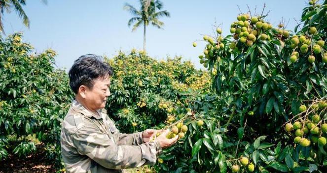 海南荔枝上市时间详解（探究海南荔枝成熟和上市时间，解读荔枝产业链的发展）-第3张图片-绿意生活