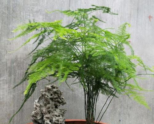 文竹肥料的选择与使用技巧（打造美丽的文竹盆栽，从选对肥料开始）-第3张图片-绿意生活