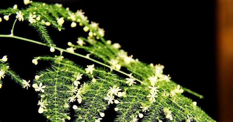 文竹肥料的选择与使用技巧（打造美丽的文竹盆栽，从选对肥料开始）-第2张图片-绿意生活