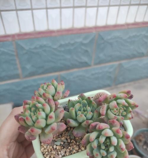 蓝苹果的养护技巧（打造健康又美丽的果树）-第3张图片-绿意生活