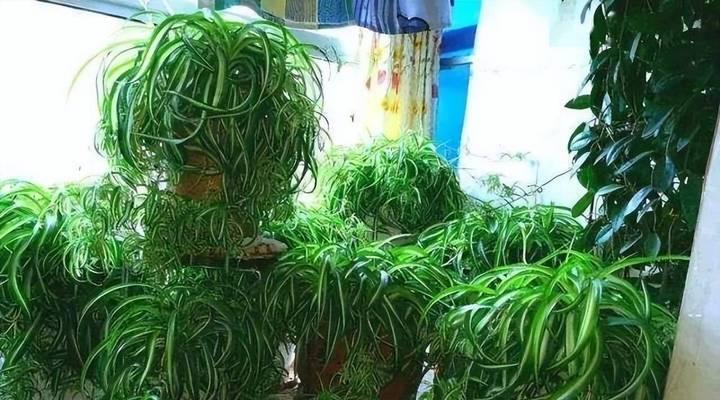 吊兰的阳光需求（让吊兰在阳光下健康成长）-第1张图片-绿意生活