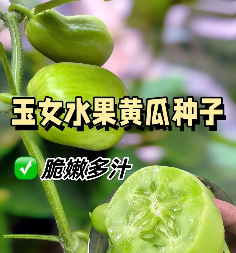 如何挑选最好吃的黄瓜（教你如何从外表、口感和质量三方面挑选黄瓜）-第1张图片-绿意生活