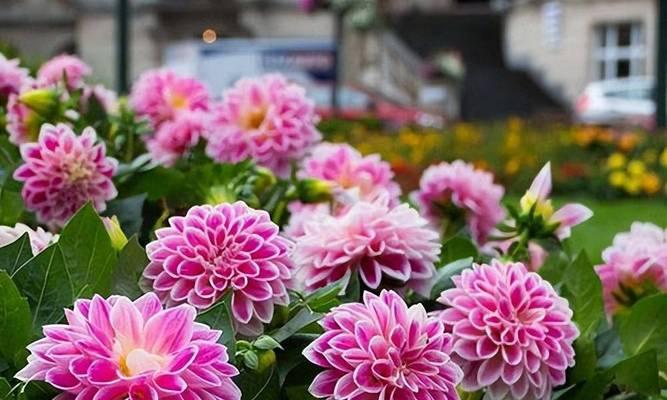 大丽花的四季美（探究大丽花四季开花的奥秘）-第3张图片-绿意生活