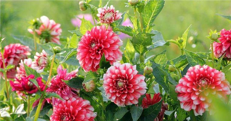 大丽花的四季美（探究大丽花四季开花的奥秘）-第1张图片-绿意生活