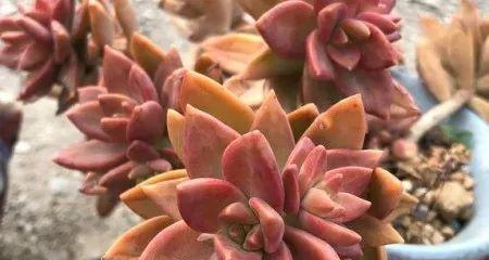 姬胧月养殖（打造最优雅的姬胧月，仅需这些方法！）-第1张图片-绿意生活
