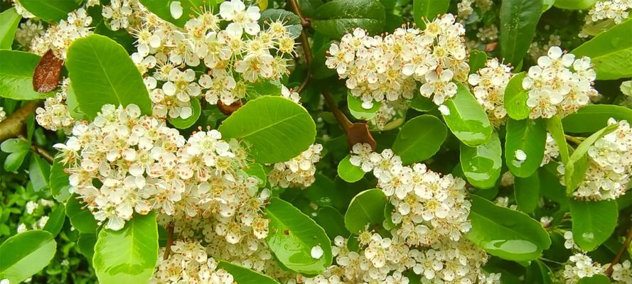 火棘开花结果的季节（探秘火棘的开花结果季节和魅力）-第1张图片-绿意生活