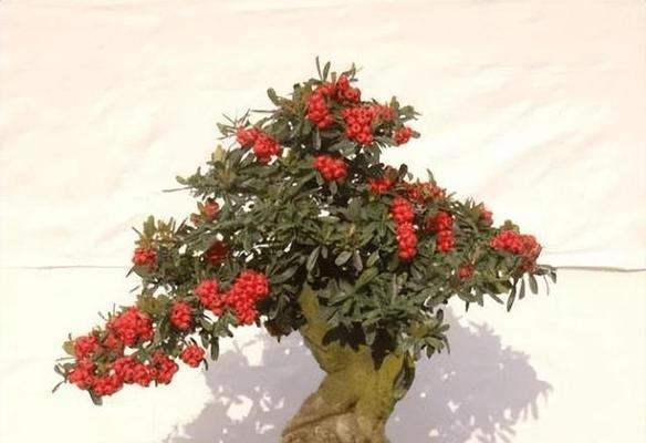 火棘开花结果的季节（探秘火棘的开花结果季节和魅力）-第2张图片-绿意生活